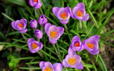 Saffron – the great golden spice for mental health
